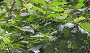 Image result for Sericostachys scandens