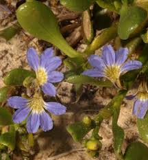 Image result for Goodeniaceae