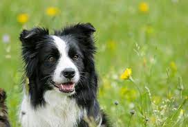 Le border collie doit disposer d'une alimentation adaptée et en le prix d'un chiot border collie va dépendre du sexe, du pedigree des parents, de la conformité aux. Border Collie Education Caractere Sante Prix Budget Toutoupourlechien