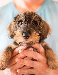 kleiner rauhaardackel eine hand voll dackel susseste haustiere niedliche welpen