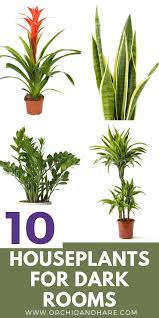 10 Best House Plants For Dark Rooms Find Out Which Are The Best Indoor Plants For Low Light Condit Low Light House Plants Low Light Plants Best Indoor Plants