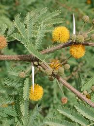 Image result for Acacia arenaria