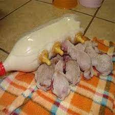 Mamadeira Feita De Garrafa Pet Plastico Arte Reciclada Feeding Puppy Diy Dog Stuff Newborn Puppies
