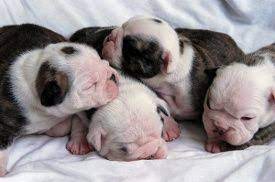 How To Care For New Born Puppies Bulldog Puppies Newborn Puppies English Bulldog Puppies