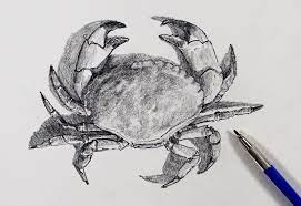 Huge selection of animals & wildlife. How To Draw A Realistic Crab Novocom Top