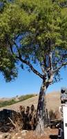 Image result for Acacia decurrens