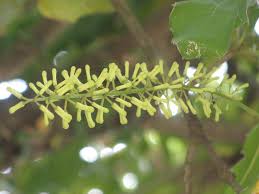 Image result for Macadamia aff. integrifolia
