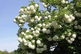 Fiori a forma di palla contro lo sfondo di fiori di colore giallo. Consigli Per Curare E Coltivare Il Viburno Palla D Community