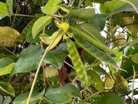 Image result for Macrotyloma