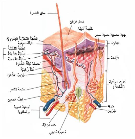مقطع تشريحي يوضح العضلة الناصبة للشعرة داخل طبقات الجلد, AI generated
