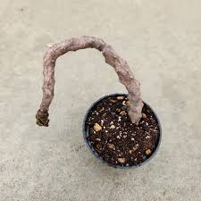 Image result for Ceropegia cimiciodora