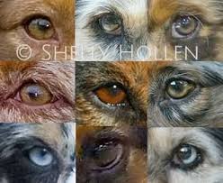 Aussie Eyes Australian Shepherd Australian Shepherd Colors Australian Shepherd Blue Merle