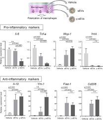 4 people named clara morais living in the us. Small Extracellular Vesicles Derived From Interferon G Pre Conditioned Mesenchymal Stromal Cells Effectively Treat Liver Fibrosis Npj Regenerative Medicine