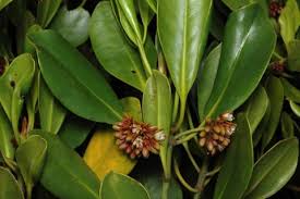 Image result for Ceriops