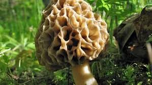 Essbare Pilze Sammeln Und Erkennen Essbare Pilze Pilze Pilze Sammeln