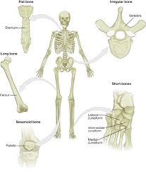 Includes leg (femur, tibia, patella, and fibula) and foot (tarsals and digits) bones. 6 2 Bone Classification Anatomy Physiology