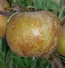 Is an american multinational technology company that specializes in consumer electronics, computer software, and online services. Golden Russet Usa Apple Variety The Blog Of Www Gb Online Co Ukthe Blog Of Www Gb Online Co Uk