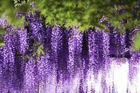Pin On Nature In Japan