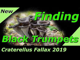 Image result for Craterellus fallax