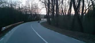 • pentru o singură persoană. Foto Pui De Urs FotografiaÈ›i La CisnÄƒdioara LangÄƒ PÄƒdurea Dumbrava