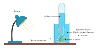 Bonjour , le voici c'est le premier d'une serie je vous mets aussi les autres tomes. Fiche Explicative De La Lecon Reactions Photochimiques Nagwa