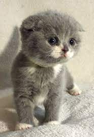 Scottish Fold Kittens For Sale Munchkin Kitten Munchkin Cat Cats