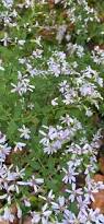 Image result for Prismatocarpus cordifolius