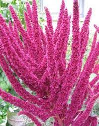 200 Giant Lotus Purple Amaranthus Hypochondriacus Amaranth Etsy Flower Seeds Amaranthus Green Flowers
