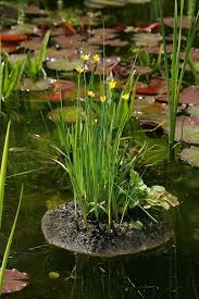 Kleine Insel Fur Den Gartenteich Diy Academy In 2020 Gartenteich Teichpflanzen Schwimmende Teichpflanzen