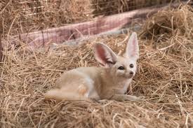 Cute baby fennec fox pictures. Baby Fennec Fox Niedliches Tier Premium Vektor