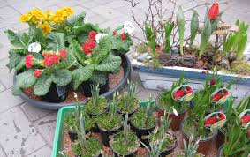 Besl bischoff gartenbau und gartenpflege ag. Gartnerei Bischoff Fur Den Garten