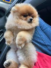 See which pet couriers work best for transporting your beloved animals. Pet Relocation Malaysia Posts Facebook