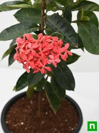 Image result for Ixora laurentii