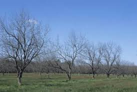 Résultat de recherche d'images pour "tree trunk repair grafts"