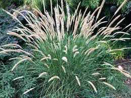 Image result for Macrotyloma africanum