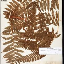 Image result for Megalastrum lanuginosum