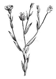 Image result for Linaceae