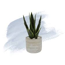 Jul 09, 2021 · snake plant care. Wade Logan 6 5 Artificial Snake Plant In Pot Reviews Wayfair