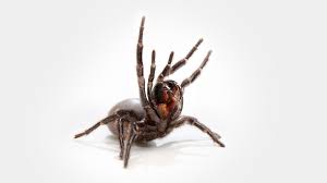 This site aim is to show the common spiders of australia by means of color photos and informative text. Of Course Australia Has Drop Off Centers For Deadly Spiders Wired