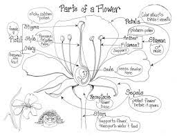 Flower Study Parts Of A Flower Plants Worksheets Plants Unit