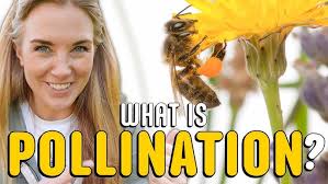 How do bees pollinate flowers?