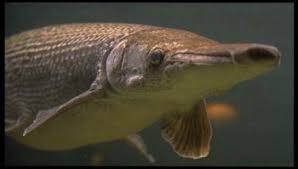 Maybe you would like to learn more about one of these? Atractosteus Spatula Discover Fishes