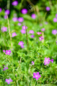 I fiori di campo primaverili che segnalano la fine dell'inverno e l'arrivo della bella stagione sono tanti e tra quelli più diffusi e coltivati a scopo ornamentale ricordiamo alcune specie conosciute anche dai profani del giardinaggio. Immagini Stock Fiori Di Primavera Viola Su Sfondo Verde Con Profondita Di Campo Poco Profondo Image 83400681