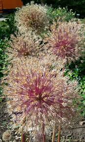 Rosa Puschel Im Rosengarten Neuss Foto S Hopp Plants Garden Flowers