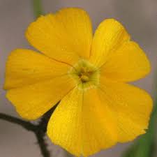 Image result for Tricliceras auriculatum