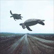 Flying Turtles Turtle Amazing Drawings Imagery