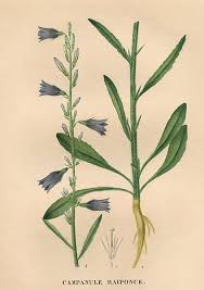 Image result for Raphionacme longifolia