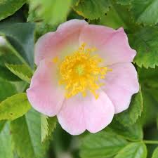 Hip rose branch with red fruit and morning dew. Dog Rose Hedge Rosa Canina Hedges Direct