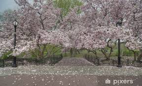 Image result for magnolia soulangeana