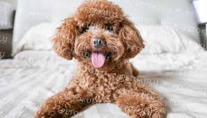 Merak Edilen Kopek Toy Poodle Egitimi Hakkinda Pet Okulu